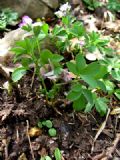 Corydalis pumila